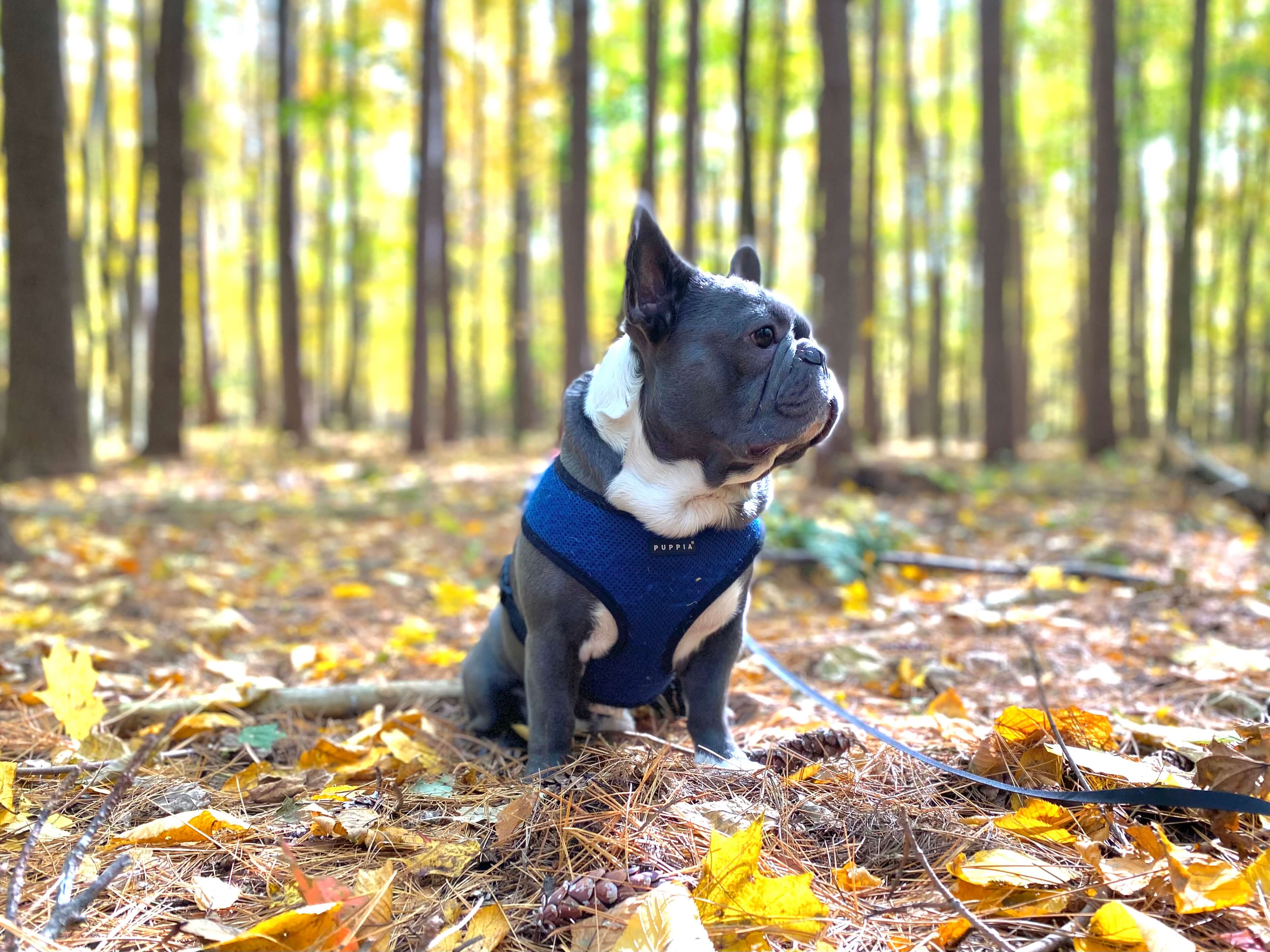 French bulldog Lou sitting in leaves